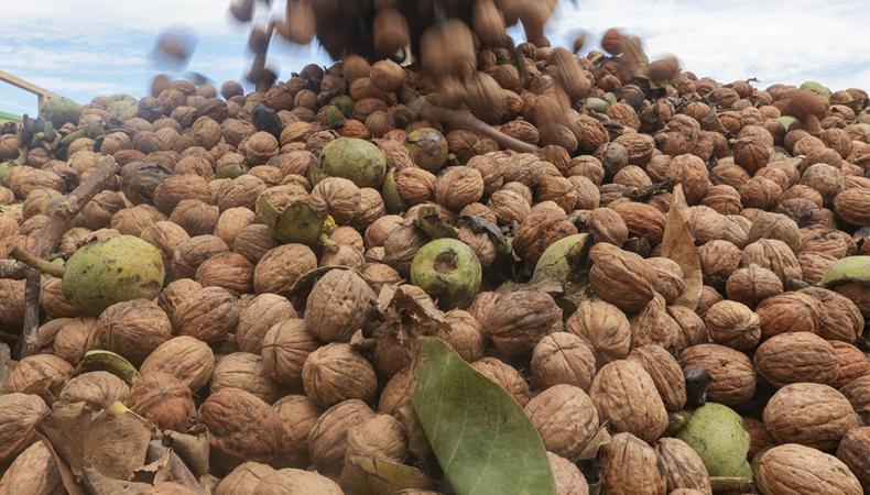 Ceviz Hasadında Güneş Yanığı: Nedenleri ve Korunma Yolları