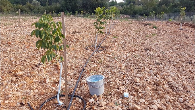 Ceviz Hangi Rakımlarda ve Nasıl Yetiştirilir?