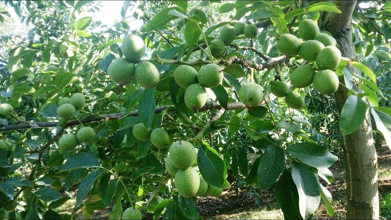 Ceviz Hasadında Verimi Artırmanın 10 Püf Noktası